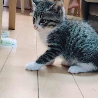 野良子猫③