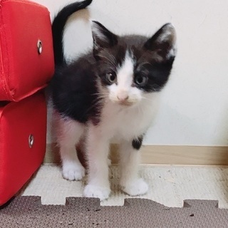 野良子猫④