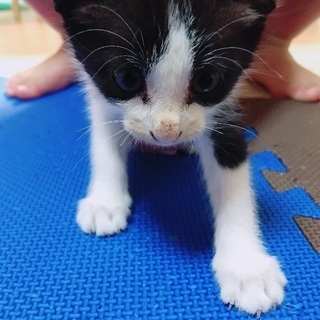 野良子猫④ - 猫