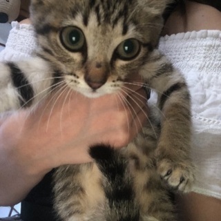 捨て猫の募集です