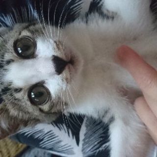 里親決定☆可哀想なこの子の家族になってあげて下さい。