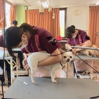 新コースで楽しくご愛犬と一緒に！日曜フリータイム制トリミング技術...