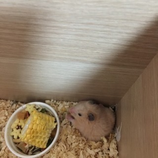 ハムスター(メス)