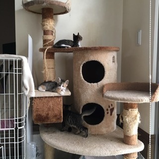 外で飼っている子たちが子猫を産みました