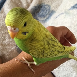５月生まれ❣️セキセイインコ