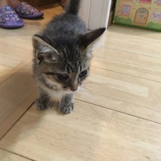 キジトラの子猫（鉾田市）の画像