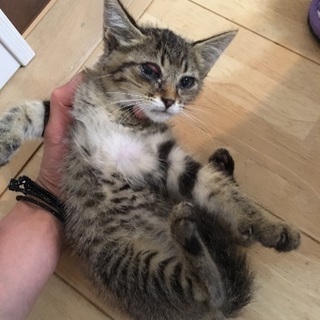 キジトラの子猫（鉾田市） - 猫