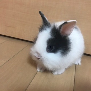 生後一ヶ月の子うさぎのっ里親募集