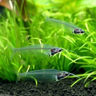 要らない熱帯魚,金魚,石,流木,水草譲ってください。