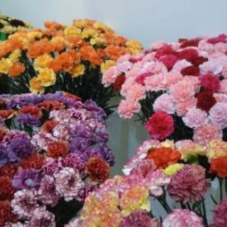 急募！【短期】切り花の仕分け・梱包作業
