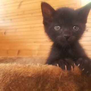 とっても穏やか黒の甘えたさん