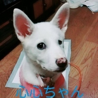 とても優しく賢い仔犬です。募集地域拡げました。