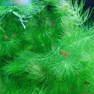 チェリーシュリンプ差し上げますの画像