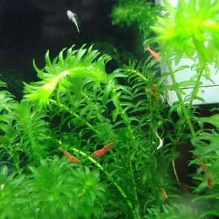 チェリーシュリンプ差し上げますの画像