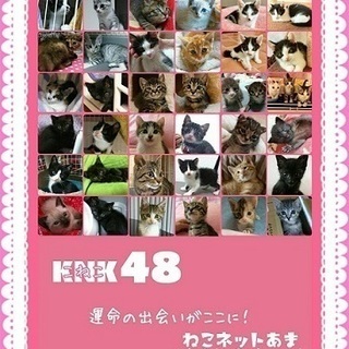 7月15日　子猫50頭の譲渡会　ねこネットあま