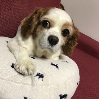キャバリア7歳メス飼って下さい