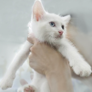 【今日】白猫オッドアイ３匹＋白猫女子　子猫！【譲渡会に行くよ！】 - 猫
