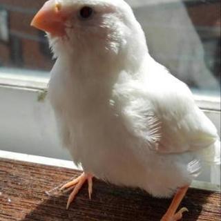 キンカチョウペア