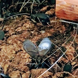 鈴虫(スズムシ)さしあげますの画像