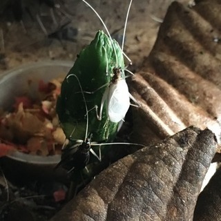 鈴虫(スズムシ)さしあげますの画像