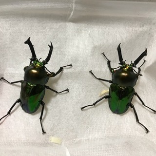 カブトムシ クワガタ採集飼育