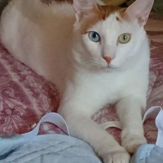 オッドアイとぼんぼりしっぽのアイちゃん♂☆3歳