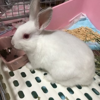 うさぎ(ネザーランドドワーフ) 1歳未満
