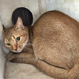 ソマリとオシキャットのミックスです。