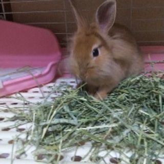 動物が好きな人＆何かしら動物を飼っている人同士で 食事会開きませんか？女性限定です。 - 足立区