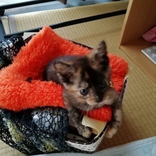 里親様募集（代理投稿）