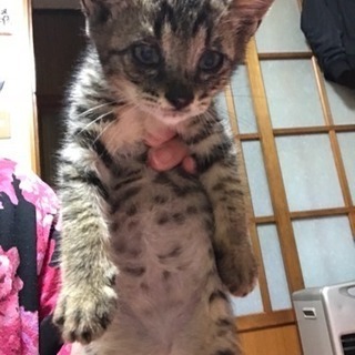 可愛い子猫ちゃん達