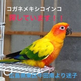 迷子インコ！