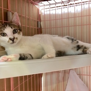 美猫☆ハチワレキジシロちゃん(4ヶ月女の子)