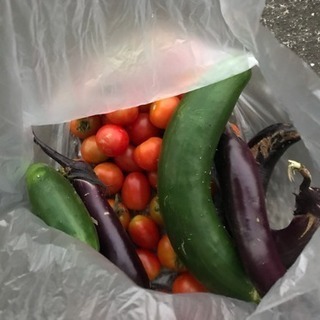 安心 安全な野菜の販売を開始します。