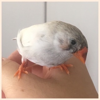 キンカチョウ里親様募集