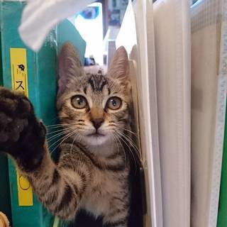 アビシニアンみたいな模様です。