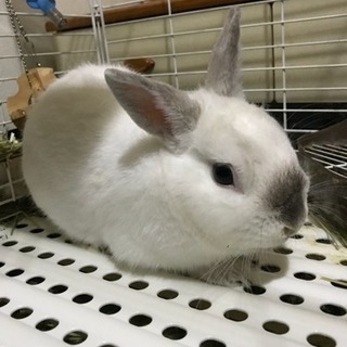 うさぎ飼って頂けませんか、お届けします