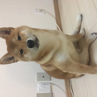 友人の２歳の赤柴　里親さん　緊急募集！！