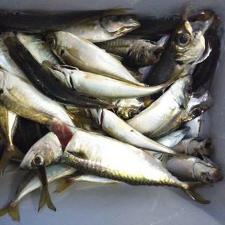 釣り友達or遊び友達
