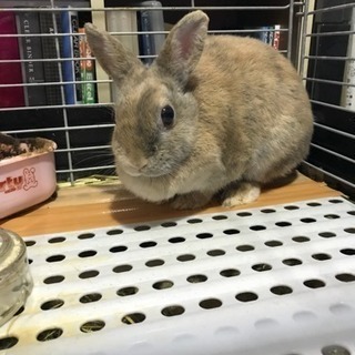 うさぎ飼って頂ける方 お届けします