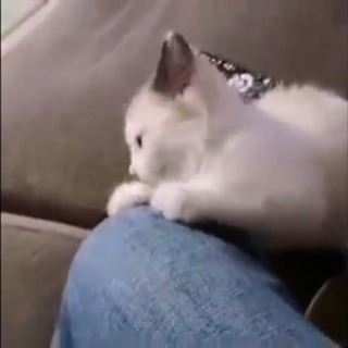 ラグドール風 MIX子猫の里親さん募集 - 日進市