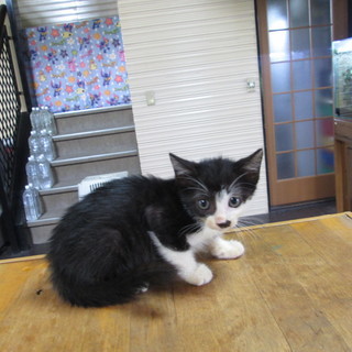 男の子です