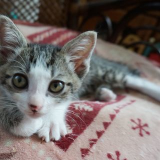 生後１か月半　大きな目の男の子  良いご縁がありました。