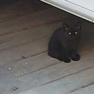 子猫の里親募集してます