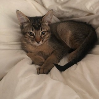 ソマリとオシキャットのミックスです。里親様探しております。