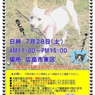犬猫譲渡会