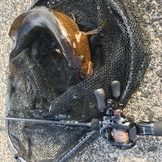 ロックフィッシュメインで海釣り仲間募集