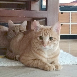 楽しく家庭内野良してまーす