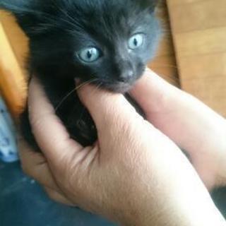 生後1ヶ月くらいの黒猫ちゃん