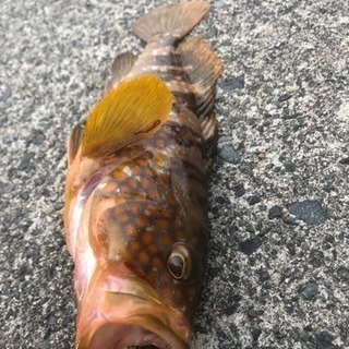 海釣り教えてください